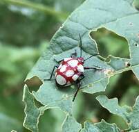 Stiretrus decemguttatus (Lepeletier & Serville 1828) resmi