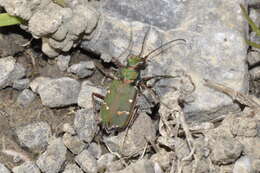 Image of Cicindela (Cicindela) campestris suffriani Loew 1843