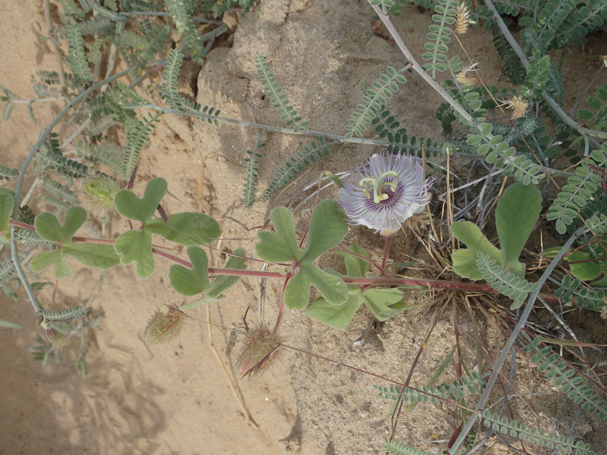 Image of Passiflora pentaschista