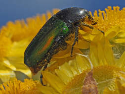 Image of Leucocelis haemorrhoidalis (Fabricius 1775)