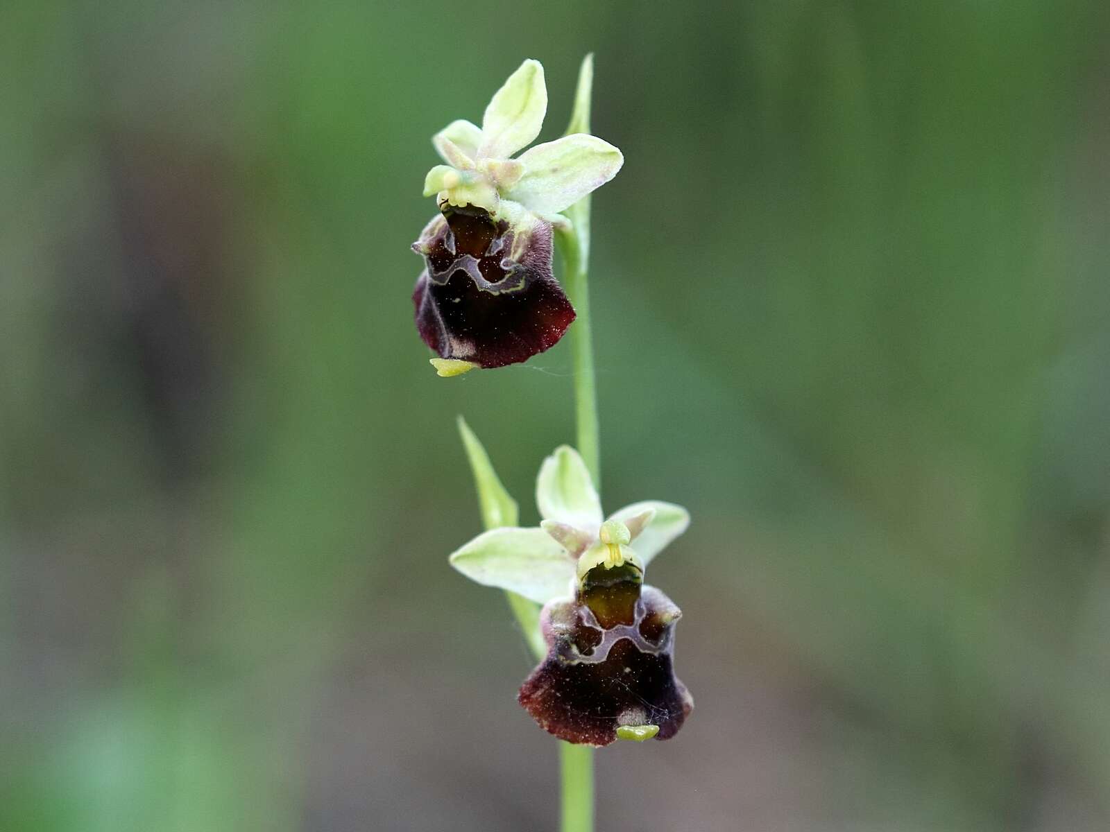 Image of Ophrys fuciflora subsp. holubyana