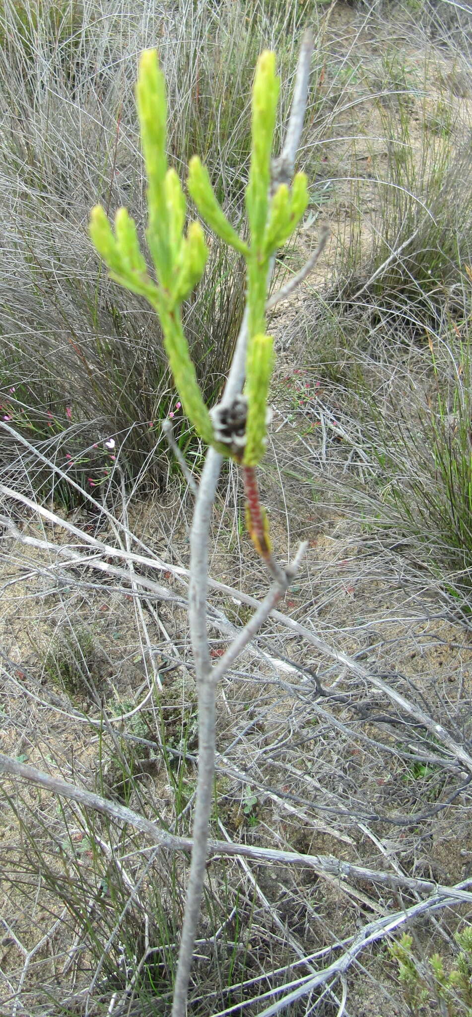 Image of Leucadendron corymbosum Berg.