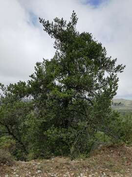 Image of Broad-leaved Yellowwood