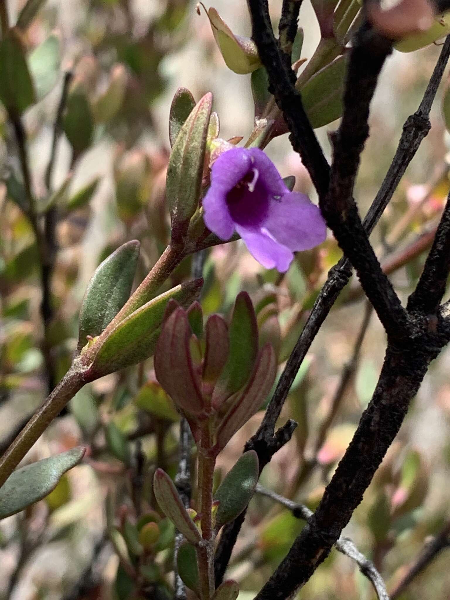 Prostanthera hindii B. J. Conn resmi