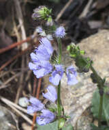 Image of Salvia isensis Nakai ex H. Hara