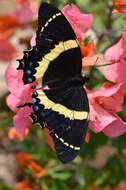 Image of Papilio garamas Geyer 1829