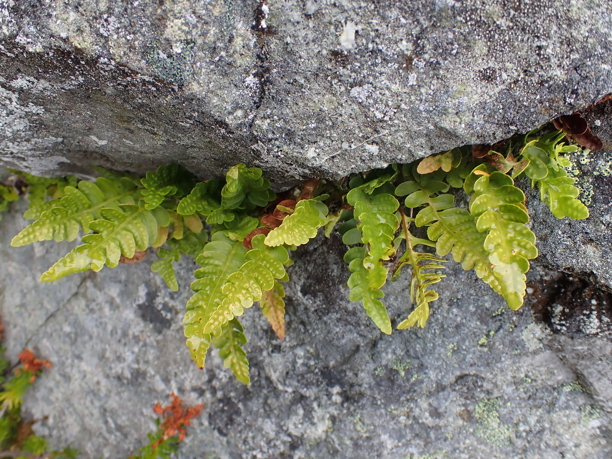 Image of irregular polypody