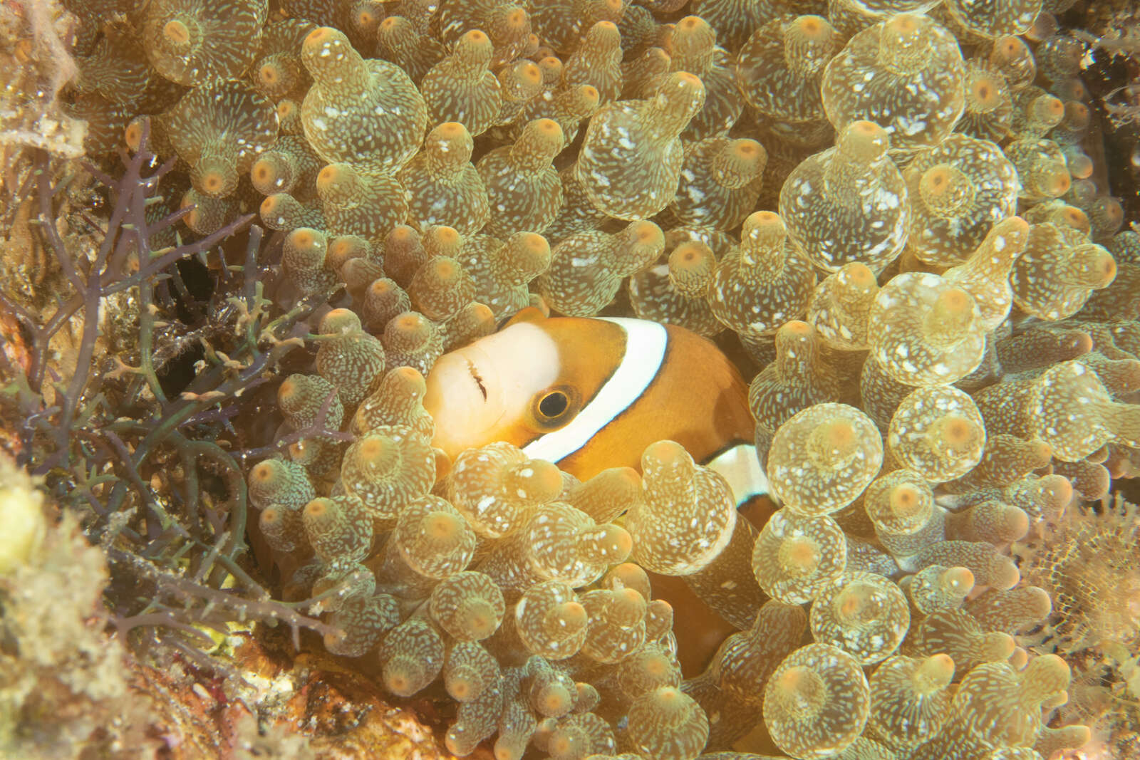 Plancia ëd Amphiprion clarkii (Bennett 1830)