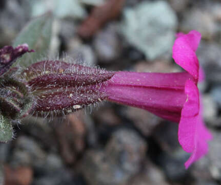 Imagem de Diplacus fremontii (Benth.) G. L. Nesom