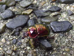 Image of Phelotrupes (Chromogeotrupes) auratus (Motschulsky 1857)