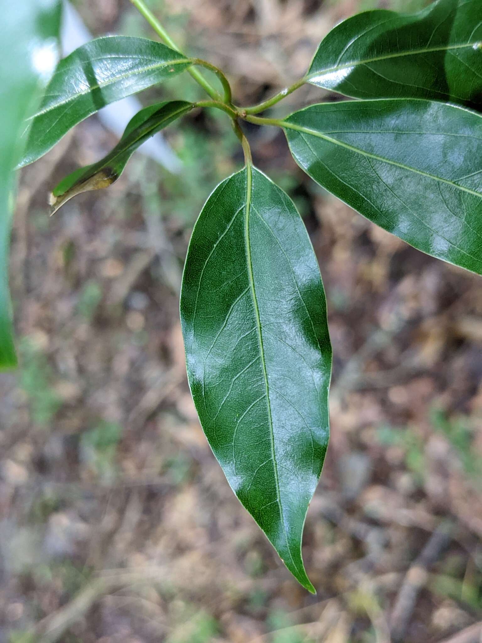 Слика од Neolitsea acuminatissima (Hayata) Kaneh. & Sasaki