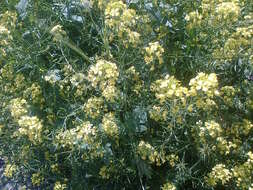 Image of white mustard