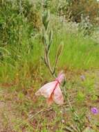 Plancia ëd Oenothera parodiana Munz