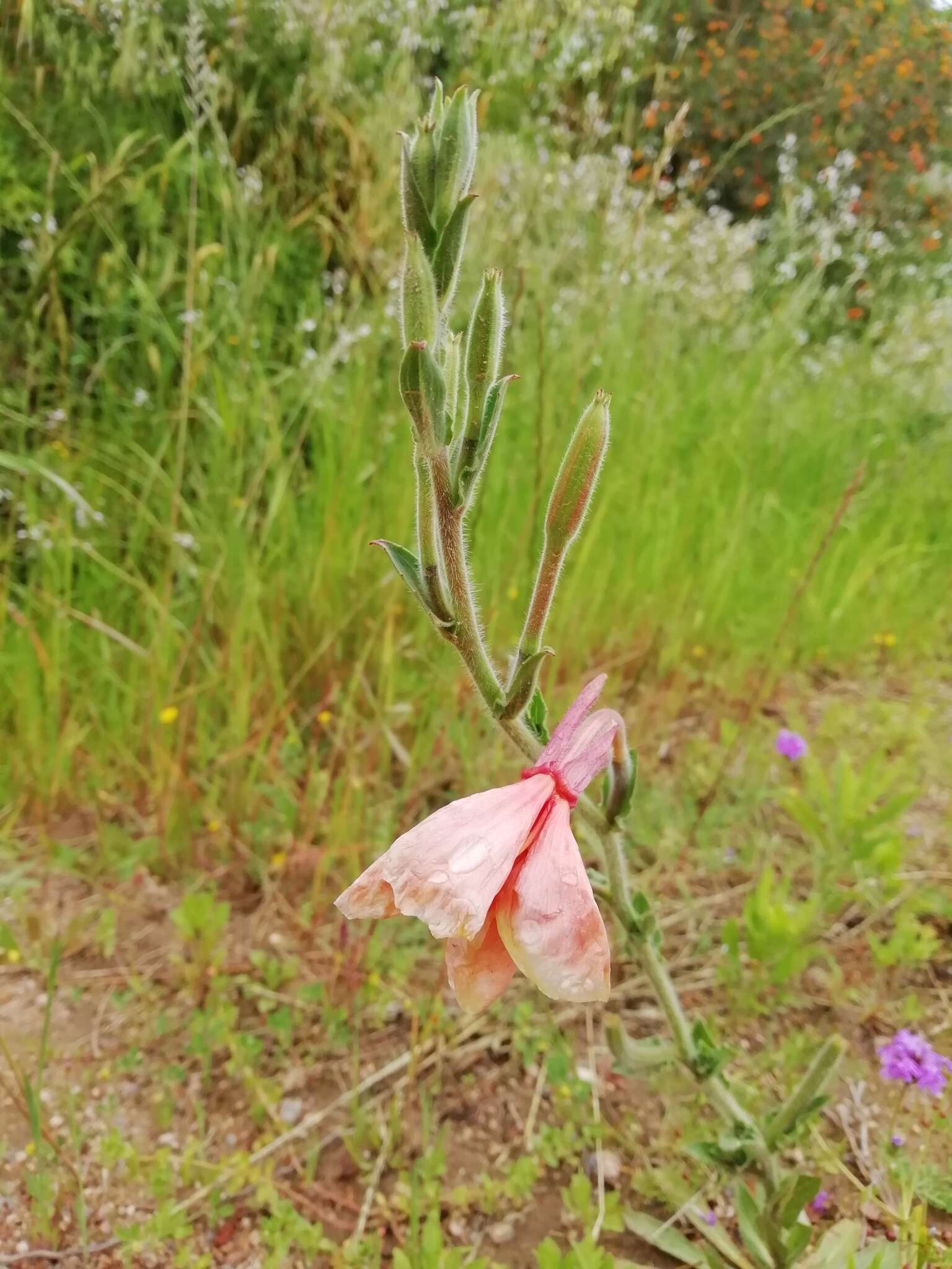 Image de Oenothera parodiana Munz