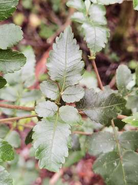 Image of Weinmannia anisophylla Standley & L. O. Wms.