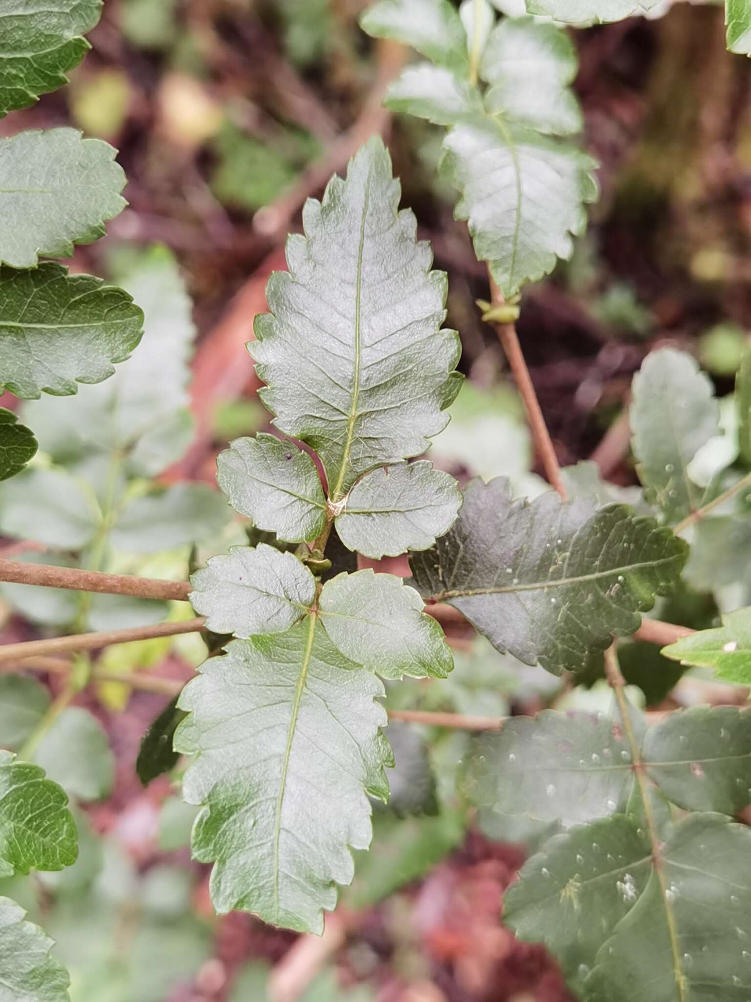 Image de Weinmannia anisophylla Standley & L. O. Wms.