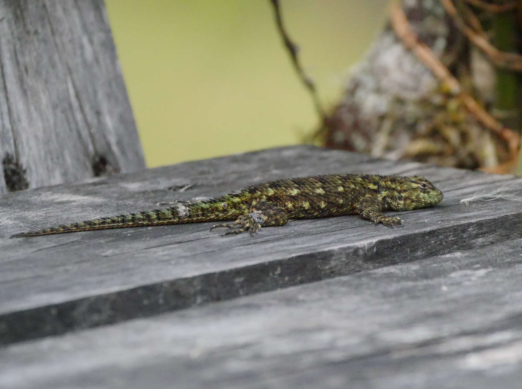 Слика од Sceloporus malachiticus Cope 1864