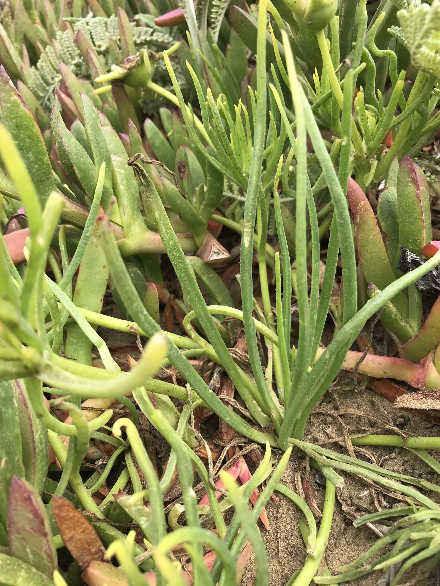 Image of narrow-leaved iceplant