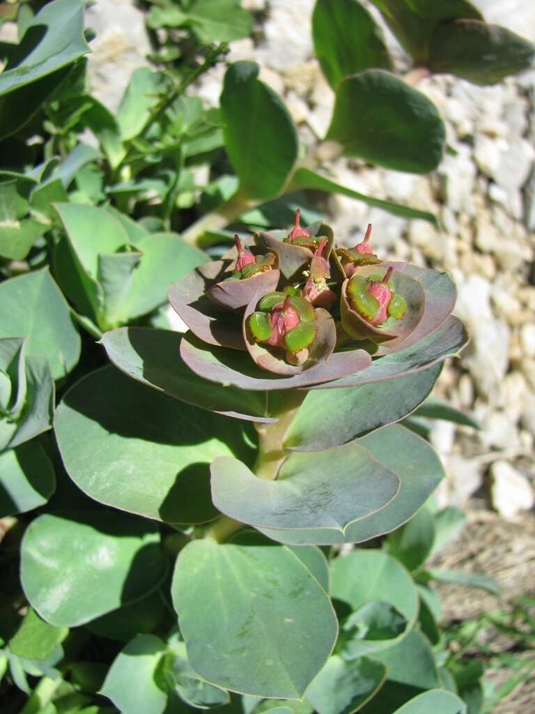 Слика од Euphorbia denticulata Lam.