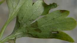 Image of Peronospora corydalis