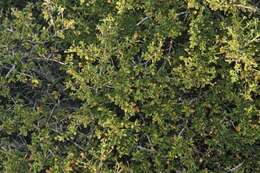 Image de Ceanothus foliosus var. medius Mc Minn