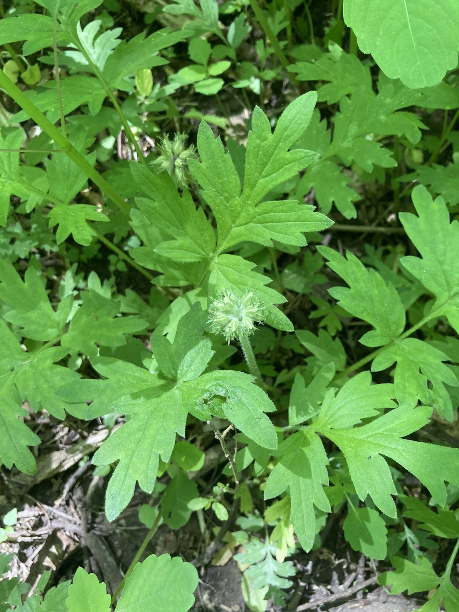 Image of Brown's waterleaf