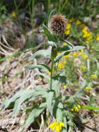 Image of singleflower knapweed