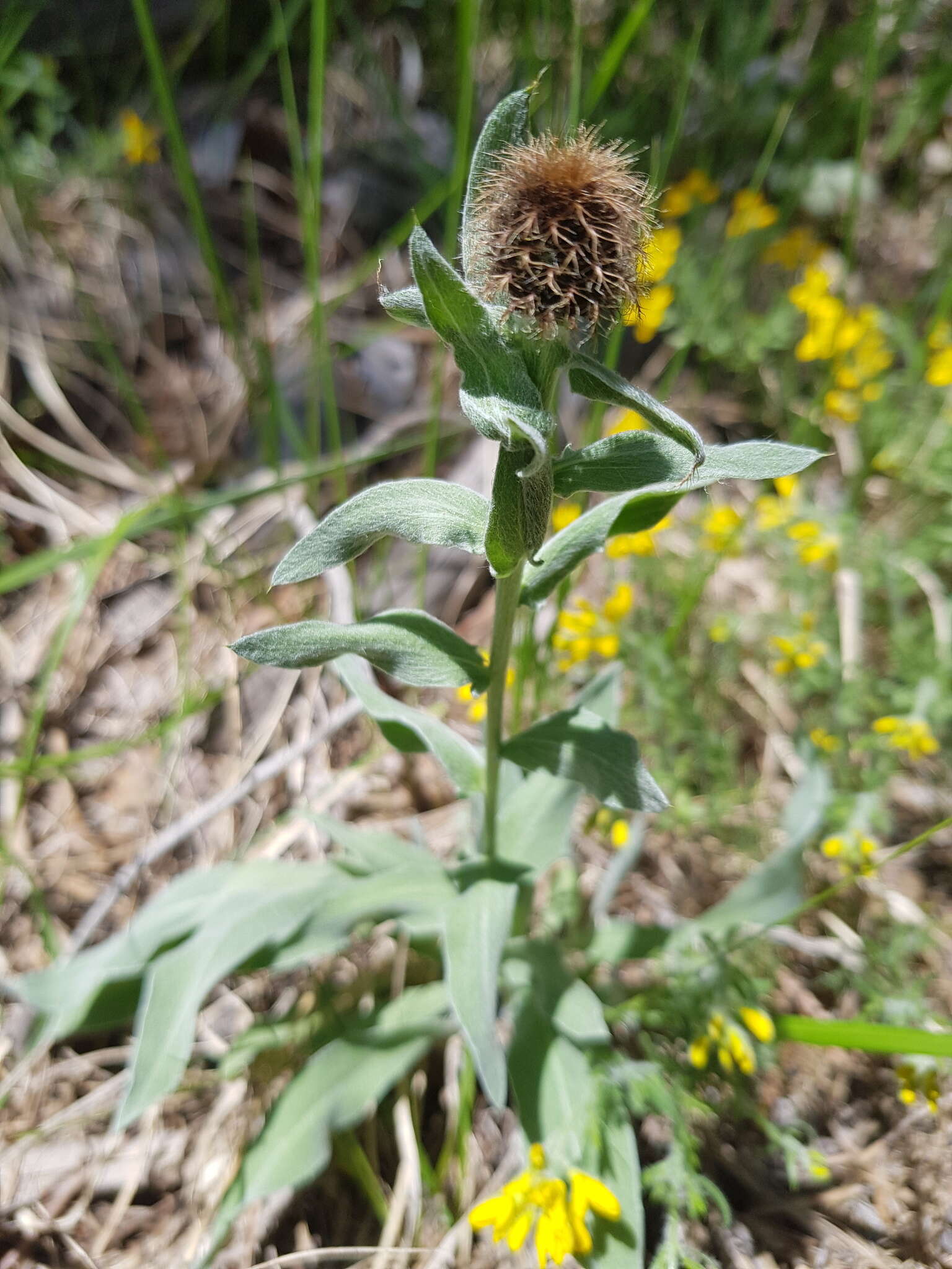 Image of singleflower knapweed