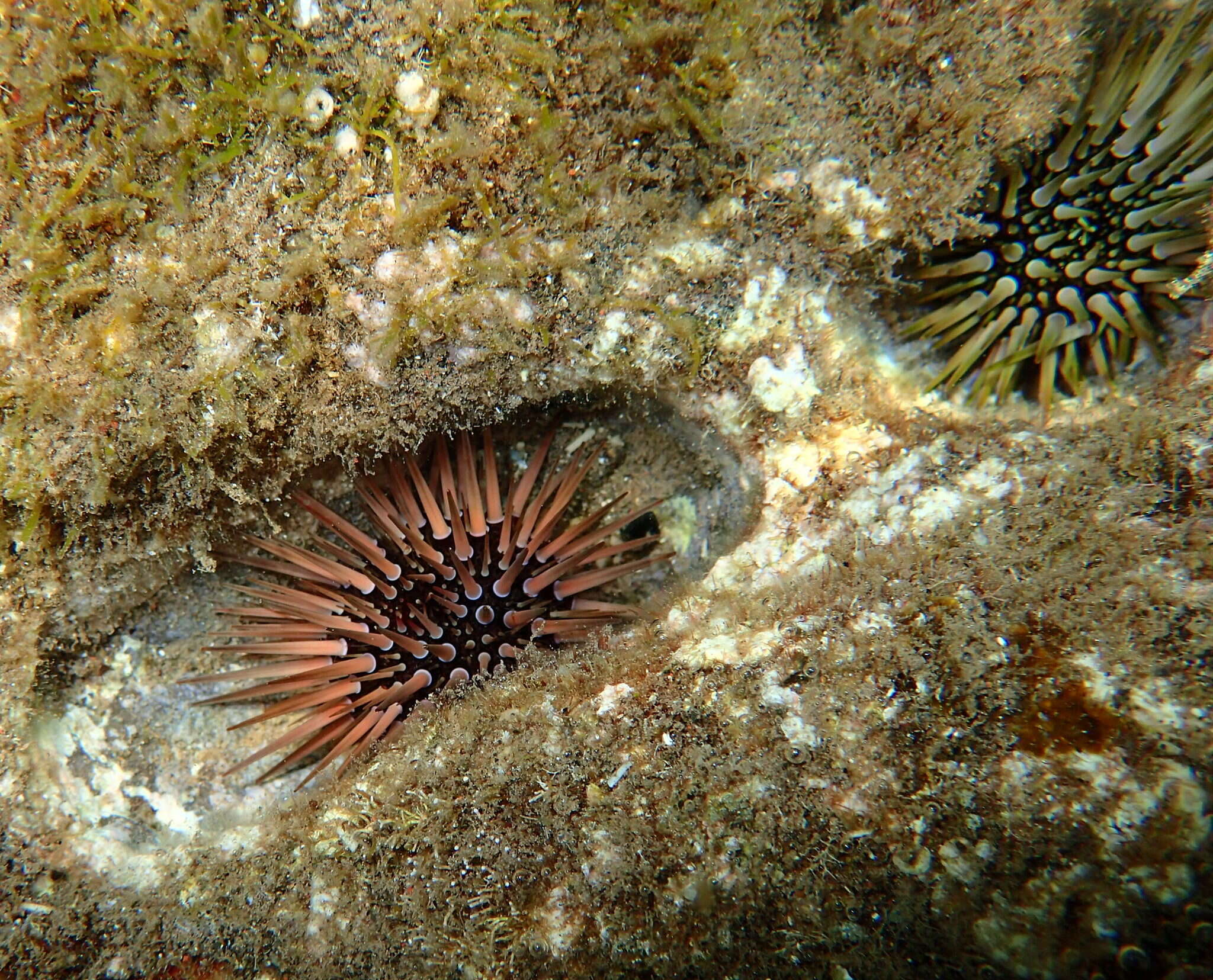 Image of Burrowing urchin