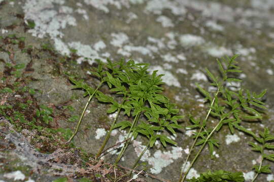 Sivun Cryptogramma stelleri (Gmel.) Prantl kuva