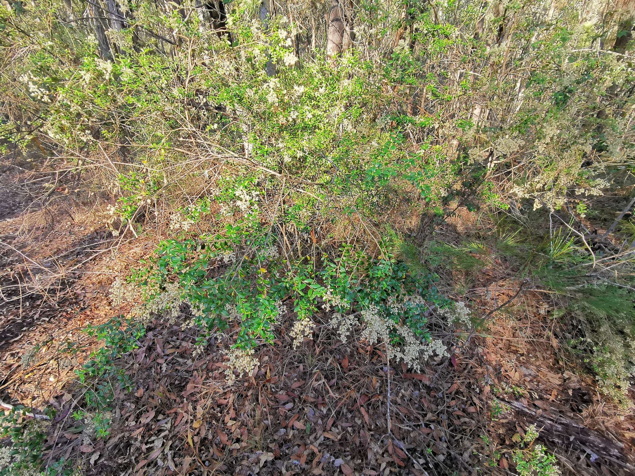 Image of Cassinia subtropica F. Müll.