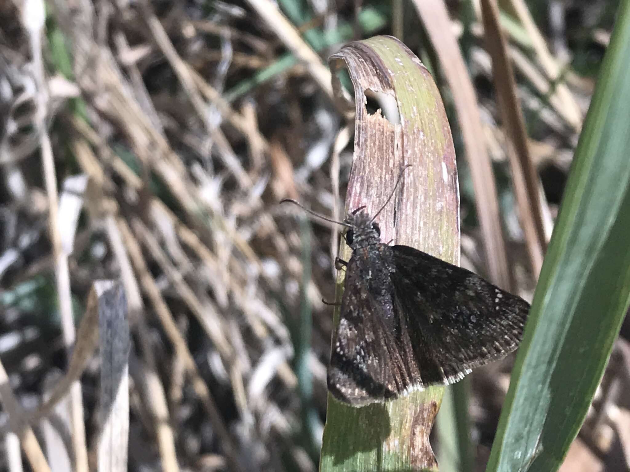 Image of Afranius Duskywing