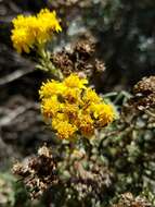 Image of seaside woolly sunflower