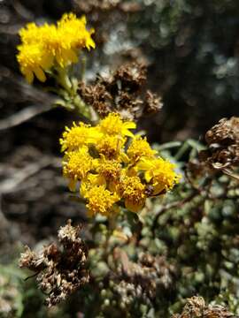 Image of seaside woolly sunflower