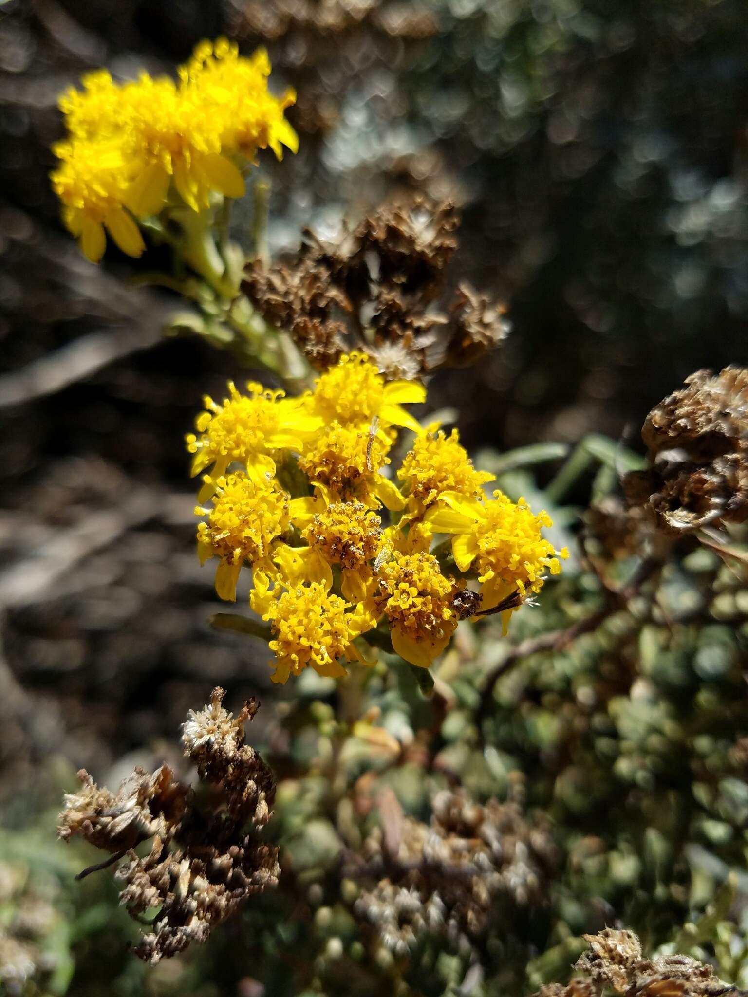 Image of seaside woolly sunflower