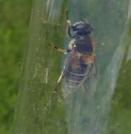 Image of Eristalis jugorum Egger 1858