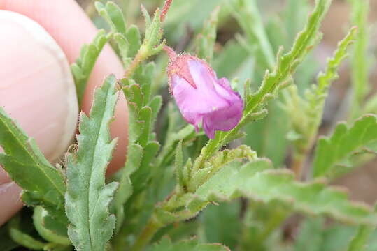 Image of Hermannia coccocarpa (Eckl. & Zeyh.) Kuntze