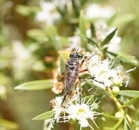 Image of Thereutria amaraca (Walker 1849)