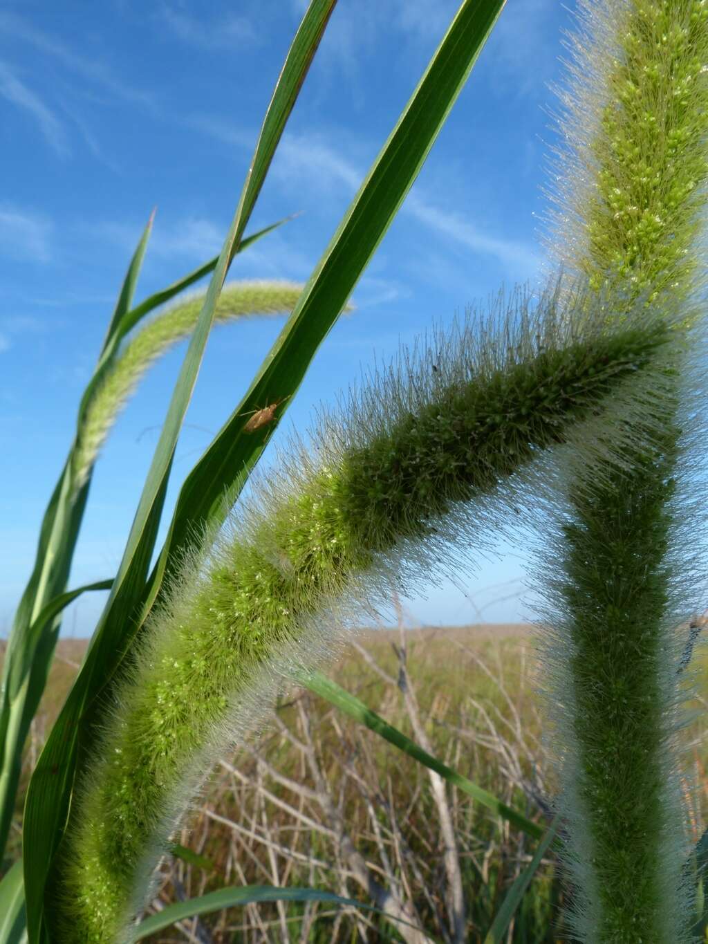 Image de Setaria magna Griseb.