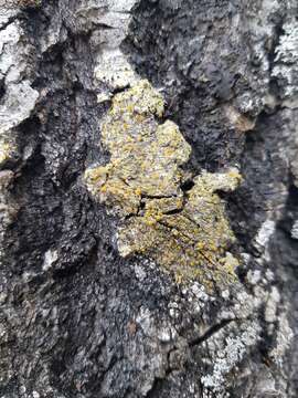 Image of orange lichen