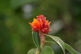 Costus montanus Maas的圖片