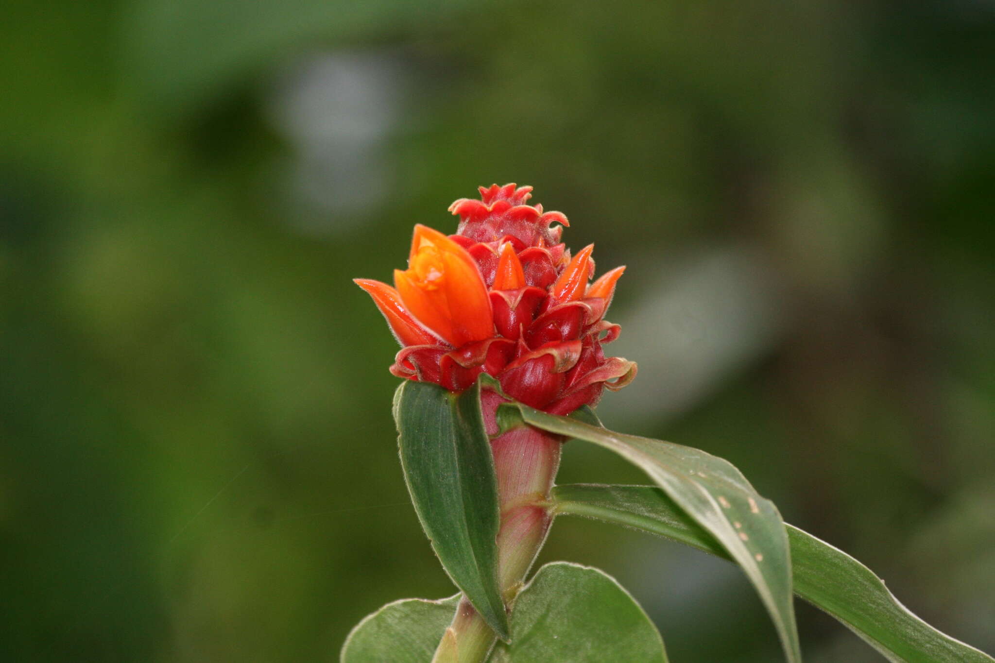 Imagem de Costus montanus Maas