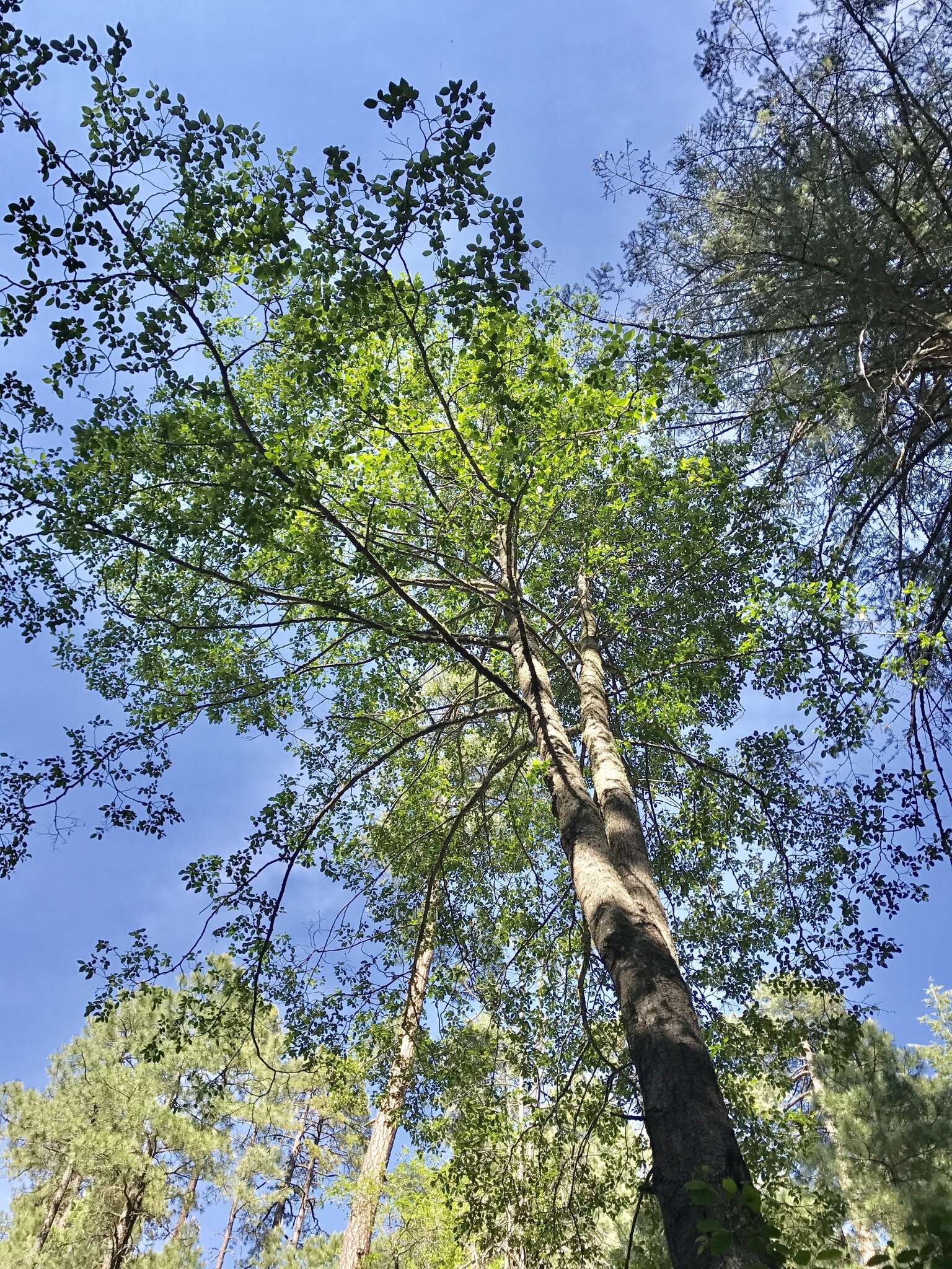 Image de Alnus oblongifolia Torr.