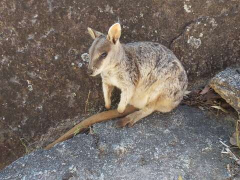 Image of Mareeba Rock Wallaby