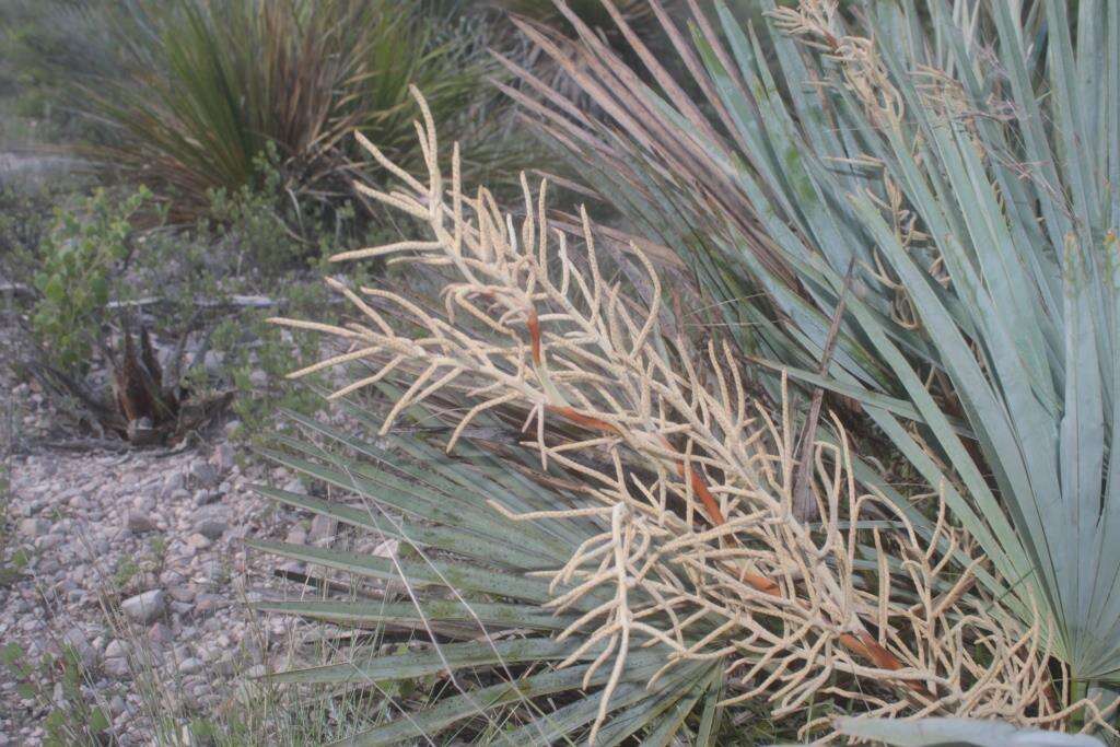 Image of Brahea decumbens Rzed.