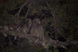 Image of Strix rufipes rufipes King & PP 1827