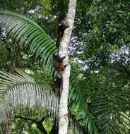 Image of Black-mantled tamarin