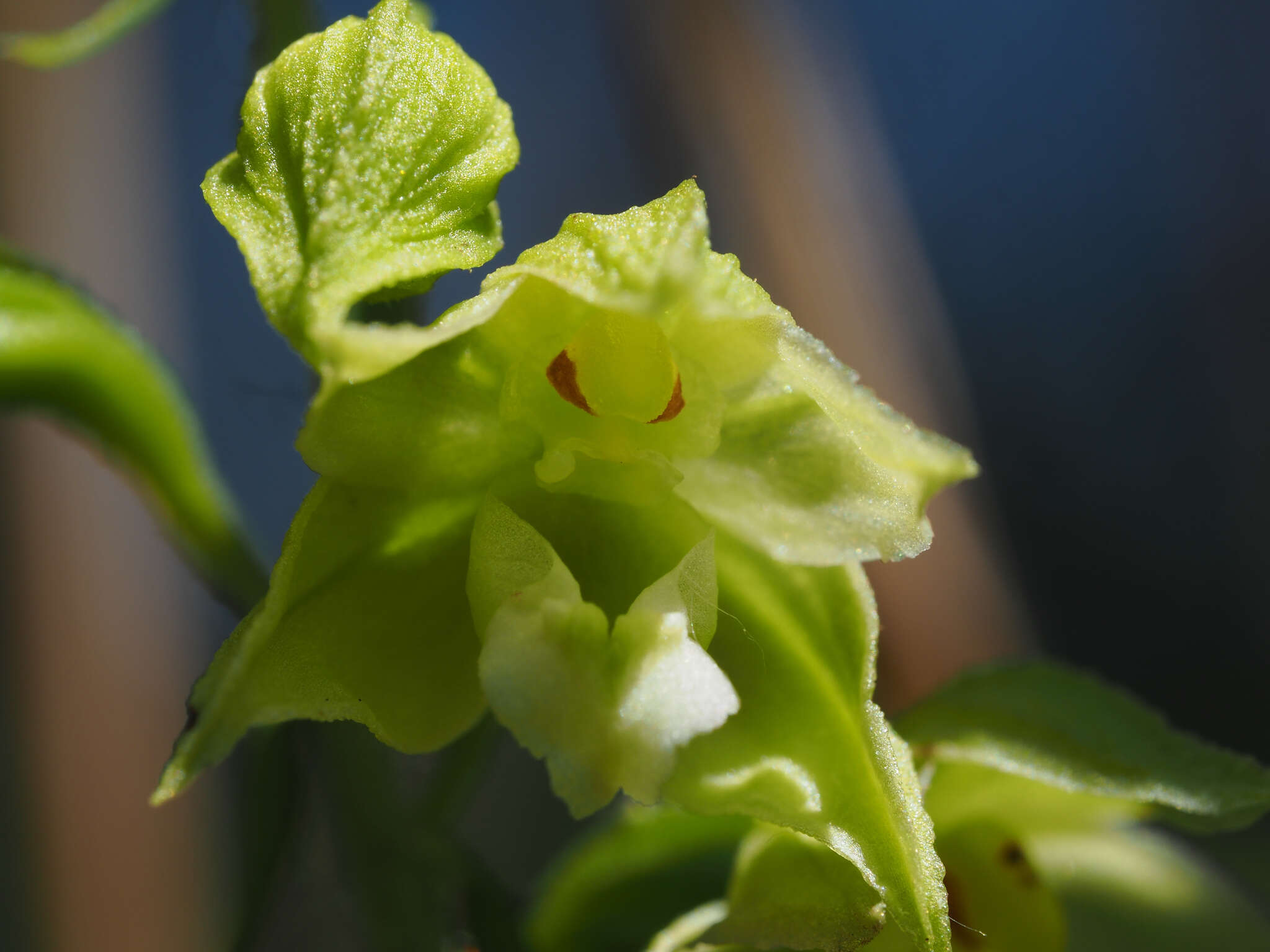 Imagem de Epipactis bugacensis subsp. rhodanensis (Gévaudan & Robatsch) Wucherpf.