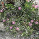 Image of Isopogon linearis Meissn.