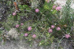 Imagem de Isopogon linearis Meissn.